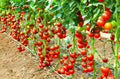 Early Cascade Tomato Seeds - Heirloom Organic Non-GMO - 120+ Seeds - Rare Variety