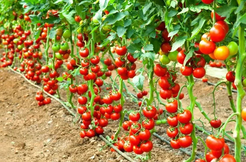 Early Cascade Tomato Seeds - Heirloom Organic Non-GMO - 120+ Seeds - Rare Variety