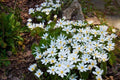 Bloodroot Plant - Bare Root Perennial - White Flower - Sanguinaria canadensis - Native Eastern Wildflower