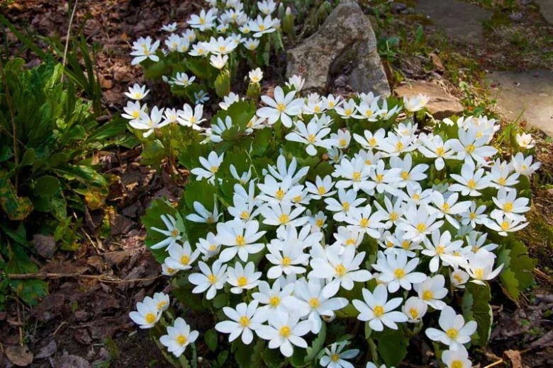Bloodroot Plant - Bare Root Perennial - White Flower - Sanguinaria canadensis - Native Eastern Wildflower