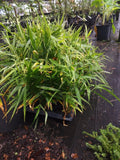 Ginger Live Plant - Edible Culinary Root - Zingiber officinale - 1 Plant Deal