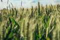 Einkorn Wheat Seeds - 200 Heirloom Organic Non-GMO - Triticum monococcum - Ancient Grain for Sustainable Gardening
