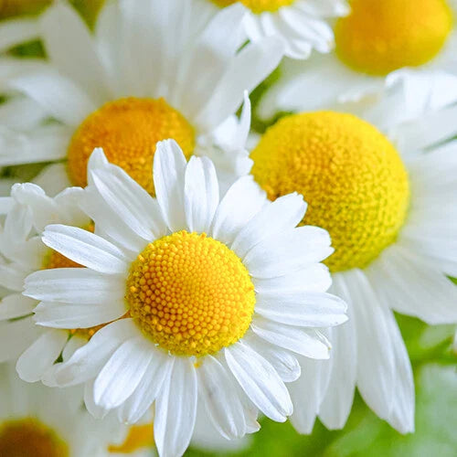 German Chamomile Seeds 2,500 Heirloom Non-GMO Matricaria chamomilla