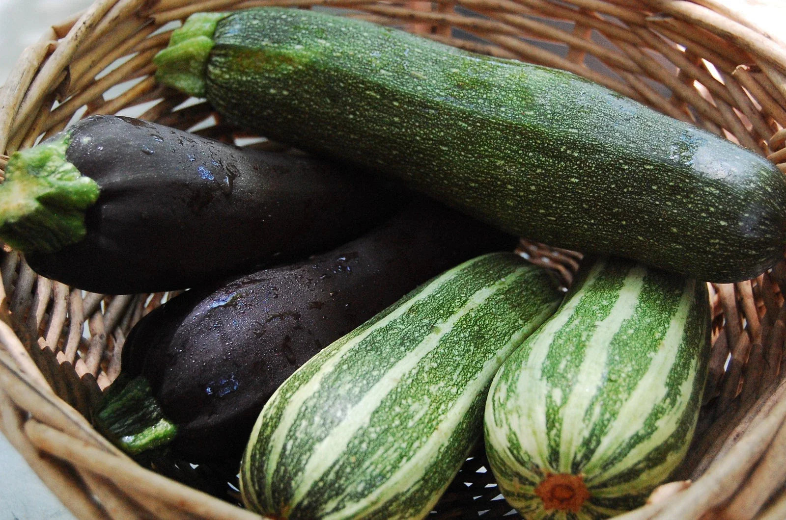 Zucchini Mixture Seeds | Fresh Squash Seed Variety | Non-GMO Vegetable Seeds for Home Gardening