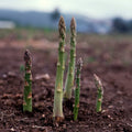 Asparagus Seeds UC 157 F2 Hybrid, Popular Planting Variety, Non-GMO, Asparagus officinalis, Free Shipping