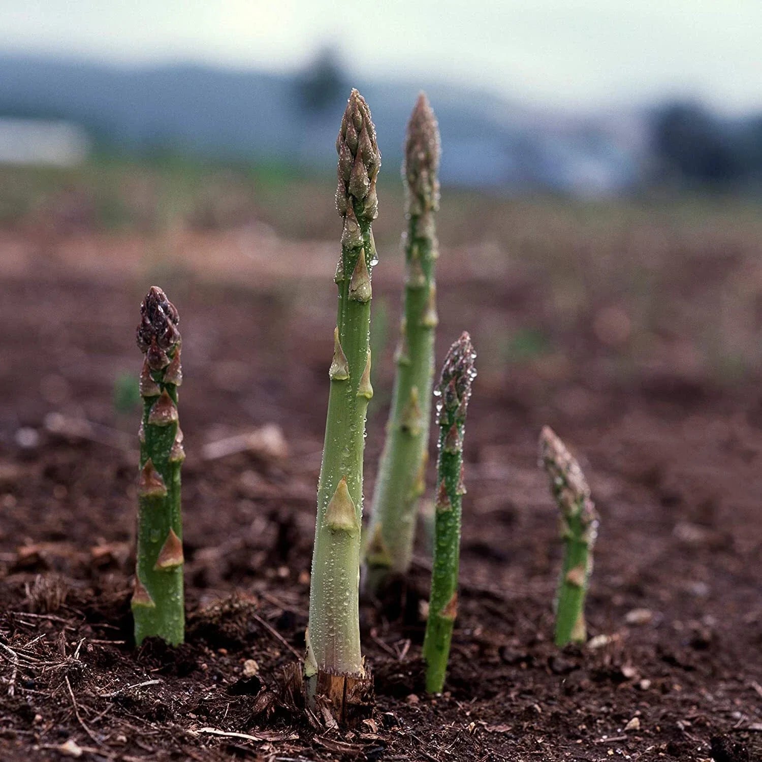 Asparagus Seeds UC 157 F2 Hybrid, Popular Planting Variety, Non-GMO, Asparagus officinalis, Free Shipping