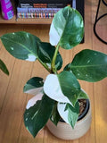 White Princess Variegated Philodendron Small Rooted Starter Plant - Philodendron erubescens - Extremely Rare