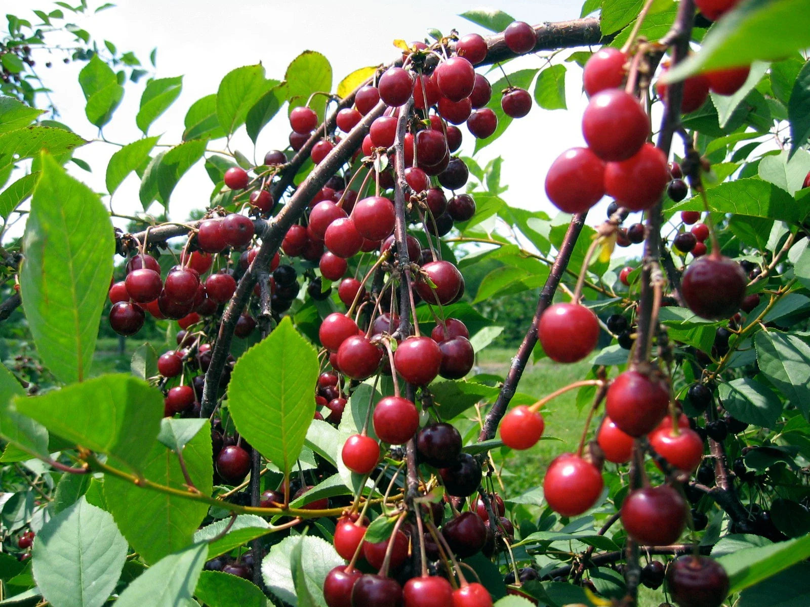 Sweet Cherry Seeds - 5 Seeds - Prolific Yielding - Sweetest Flavor - Prunus avium