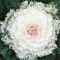 Ornamental Kale Flower Seeds - Songbird White - 40 Fresh Seeds - Brassica oleracea