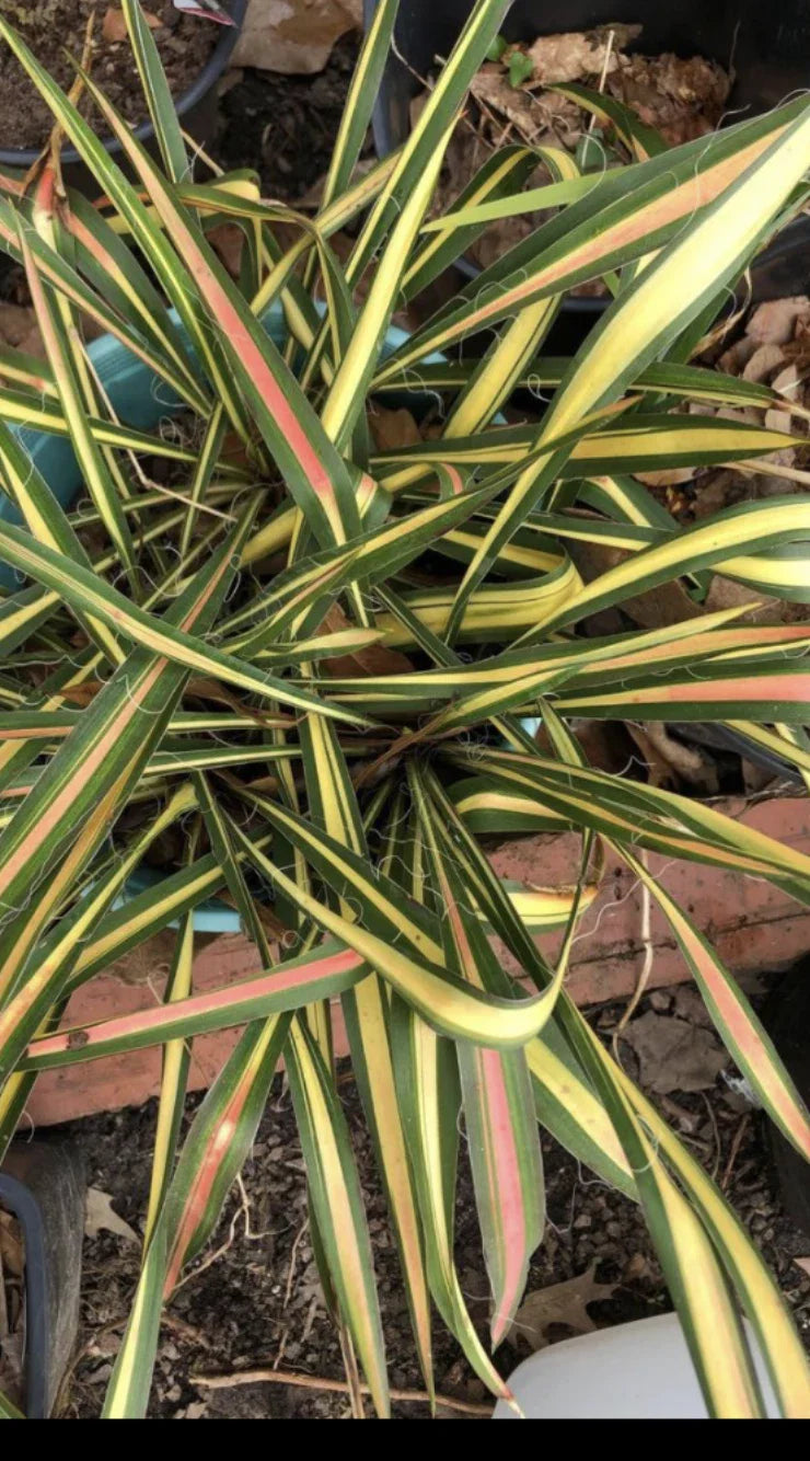Variegated Yucca Plant - Small Bareroot - Yucca filamentosa 'Color Guard'
