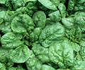 Spinach Seeds Bloomsdale 100+ Count - Leafy Greens for Vegetable Garden - Spinacia oleracea