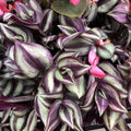 Tradescantia Zebrina Cuttings - 12 Stem Wandering Jew Plant Cuttings - Easy Care Houseplant