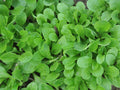Corn Salad Herb Seeds - Dutch Variety, 750+ Fresh Seeds, Valerianella locusta