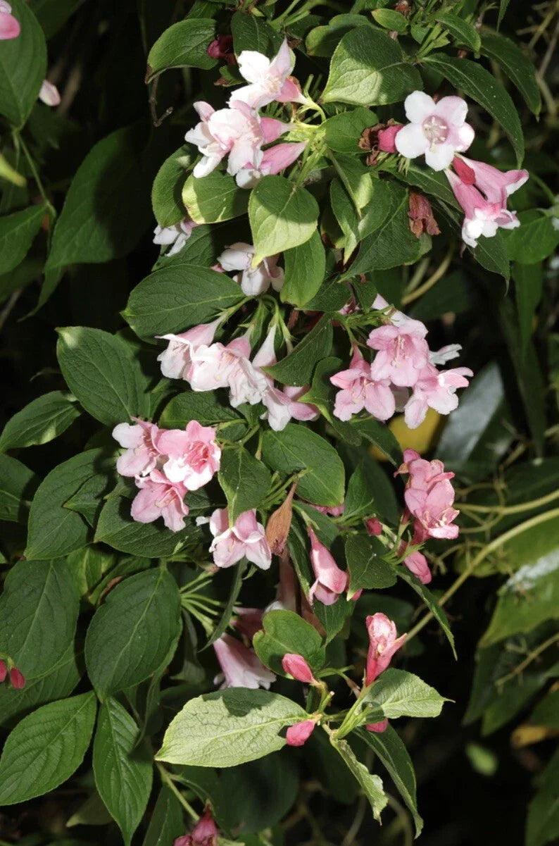 Weigela Flower Seeds - Old Fashioned Bush Shrub - Florida Variety - Perennial Plant Seeds