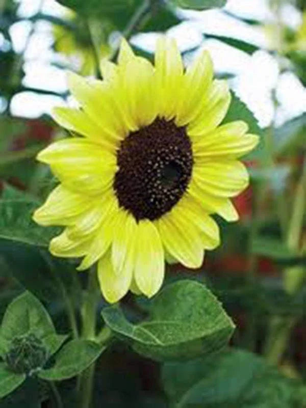 Sunflower Seeds 100 Count Lemon Queen Vibrant Colorful Blooms Helianthus annuus