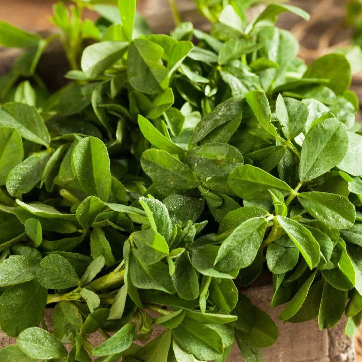 Fenugreek Seeds 500+ Count Indian Herb for Planting - Trigonella foenum-graecum - South Asian Culinary Spice