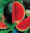 Sugar Baby Watermelon Seeds - Fresh Organic Seeds for Planting - Citrullus lanatus
