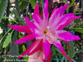 Epiphyllum Unrooted Cuttings - You're The One Variety, 8 to 10 Inches Long - Perfect for Propagation and Indoor Gardening