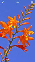 15 Live Crocosmia Masoniorum Bulbs - Bright Orange Flowering Perennial - 12-16 Inches Tall - Ideal for Zones 6-9