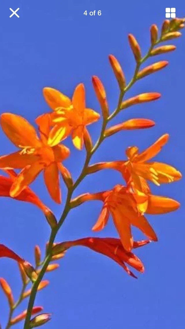 15 Live Crocosmia Masoniorum Bulbs - Bright Orange Flowering Perennial - 12-16 Inches Tall - Ideal for Zones 6-9
