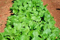 Turnip Seeds - 1000+ Organic Seven Top Variety - Ideal for Vegetable Gardens & Containers - Brassica rapa