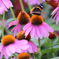 Purple Coneflower Seeds | Non-GMO | Echinacea purpurea | Flower Seeds for Garden