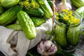 Boston Pickling Cucumber Seeds - Non-GMO Heirloom Variety - Fresh Cucumis sativus
