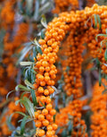 Seaberry Bush Seeds - 50 Pack - Edible Fruit - Hippophae rhamnoides
