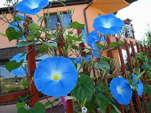 Blue Morning Glory Seeds - 100 Count - Climbing Vine - Ipomoea purpurea