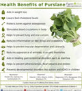 Purslane Seeds - 300+ Organic Non-GMO - Portulaca oleracea - Edible Succulent Ground Cover