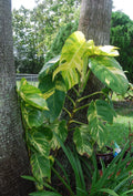 Golden Queen Pothos Vine Plant - Jumbo Size - Epipremnum aureum - Indoor Houseplant - Easy Care Greenery