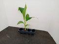 Grand Nain Banana Plant Starter 3-5 Inches Tall Musa acuminata - Organic, Pesticide-Free, Fast Growing, Fruit Producer