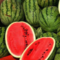 Jubilee Improved Watermelon Seeds - Heirloom Non-GMO - 1040