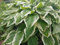 Hosta Root - 1 Root - Patriot Variegated Perennial - Hosta 'Patriot'