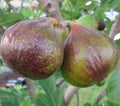 Olympian Fig Live Plant 1 QT Ficus Carica in Grow Bag - Ideal for CA, OR, WA, AZ, UT, ID, NV Shipping