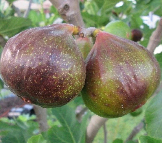 Olympian Fig Live Plant 1 QT Ficus Carica in Grow Bag - Ideal for CA, OR, WA, AZ, UT, ID, NV Shipping