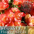Copper Oasis Begonia Seeds - Non-GMO Flower Seeds, 45 or 125 Seeds, Ideal for Gardens (Begonia 'Copper Oasis')