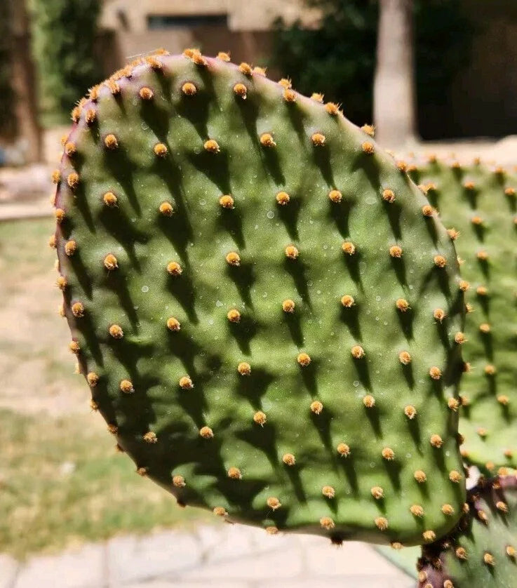 Opuntia Lubrica Prickly Pear Cactus Cutting - Live Plant Pad Segment - Succulent Variety for Gardening and Home Decor