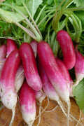 French Breakfast Radish Seeds - Heirloom Variety for Garden - 50 to 5000 Seeds - Raphanus sativus