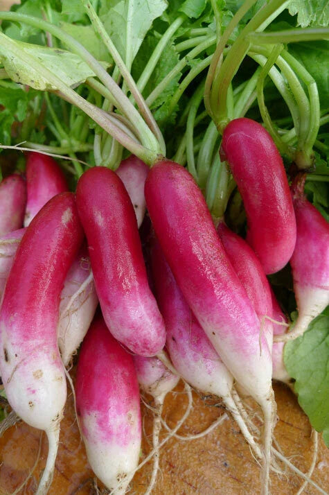 French Breakfast Radish Seeds - Heirloom Variety for Garden - 50 to 5000 Seeds - Raphanus sativus