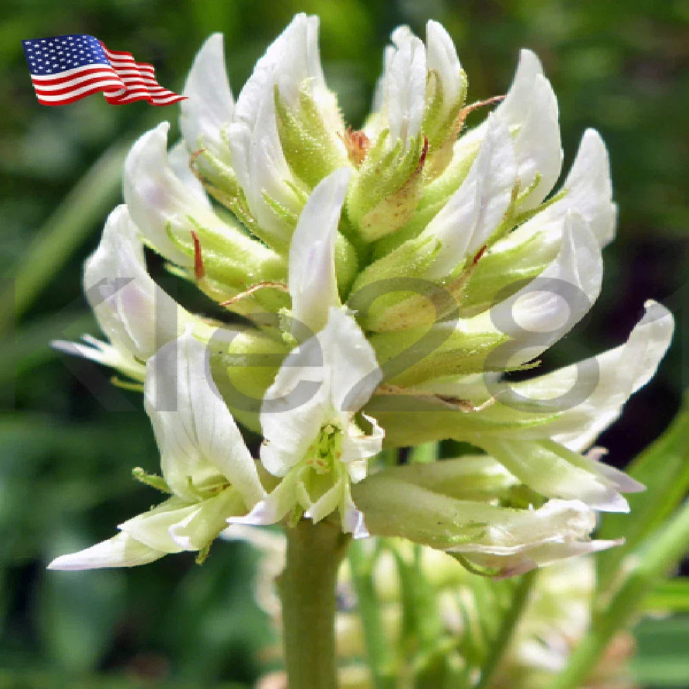 Licorice Root Plant | Perennial Live Plant | Natural Sweetener | Glycyrrhiza Lepidota | Native Variety