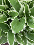 Hosta Plants Bare Root Bi-colored Shade Garden Blue Flower Hosta spp.