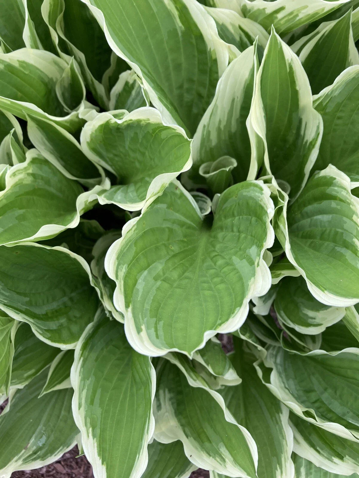 Hosta Plants Bare Root Bi-colored Shade Garden Blue Flower Hosta spp.