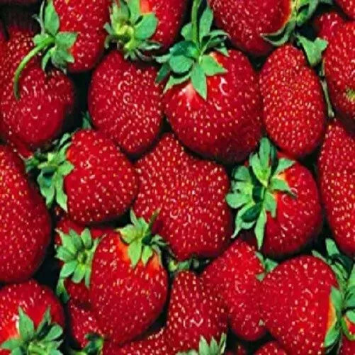 Everbearer Strawberry Plants - 10 Bare Roots - Ft. Laramie Variety - Perfect for Home Gardens - Fragaria x ananassa