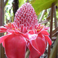 Torch Ginger Seeds - Etlingera Elatior Pink - Combrang - 10 Seeds - Exotic Flowering Plant for Gardens