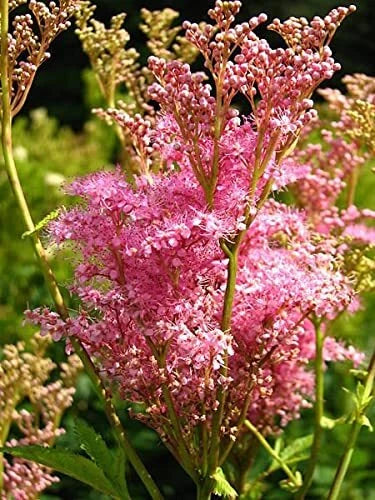 Queen of The Prairie Seeds - 40 Count - Pink Meadowsweet - Filipendula Rubra Flower