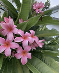 Rooted Pink Hawaiian Plumeria Plant 8-12” | Frangipani | Tropical Flowering Plant | Florida Grown