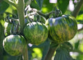 Green Zebra Tomato Seeds - 120+ Heirloom Non-GMO Organic Seeds - Perfect for Home Gardening