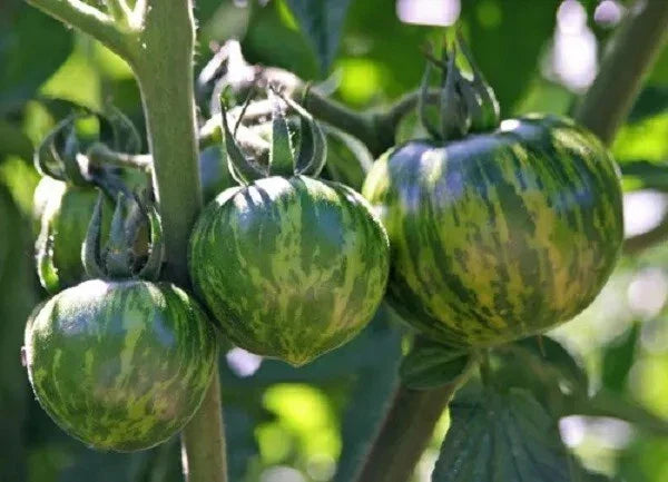Green Zebra Tomato Seeds - 120+ Heirloom Non-GMO Organic Seeds - Perfect for Home Gardening
