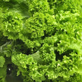 Mustard Seeds 500 Count Southern Giant Mild Vegetable Non-GMO Fast Growing for Salads and Sautéing